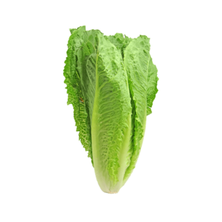 Organic lettuce 500g